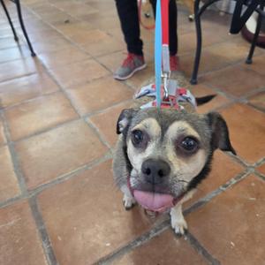 a small dog with a black and white face, wearing a harness and leash, standing on a tiled floor