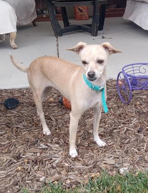 A light-colored dog with a blue collar standing on a bed of wood chips.