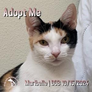 Maribelle, adult, available for adoption