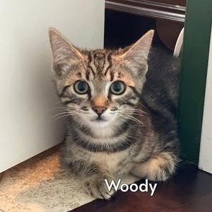 Woody (Courtesy Posting), kitten, available for adoption
