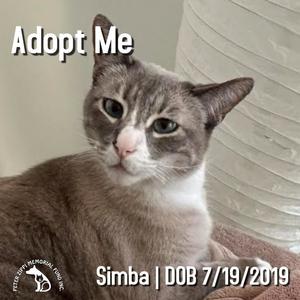 A gray and white cat with large eyes and a pink nose, looking directly at the camera. The text "Adopt Me" is displayed at the top, and "Simba | DOB 7/19/2019" is at the bottom. A logo with a paw print is also visible.