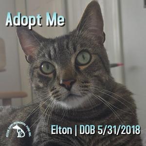 Elton, adult, available for adoption
