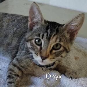 Onyx (Courtesy Posting), kitten, available for adoption