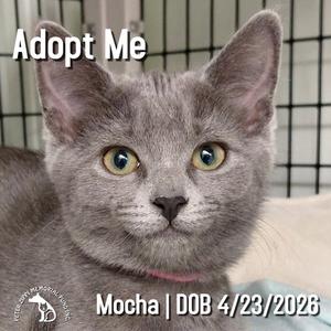 Mocha, kitten, available for adoption