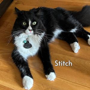 Stitch (Courtesy Posting), adult, available for adoption