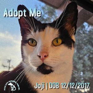 Joji aka Joe, adult, available for adoption
