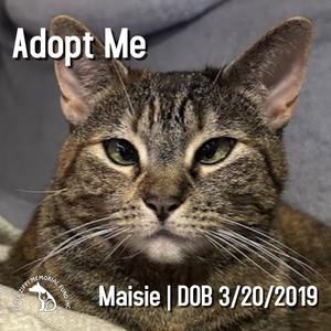 Maisie, adult, available for adoption