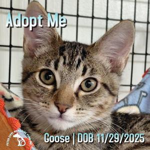 Goose, kitten, available for adoption