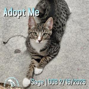 Sage, kitten, available for adoption