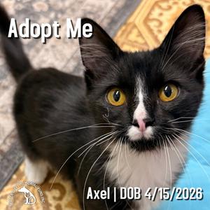 Axel, kitten, available for adoption