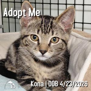 Kona, kitten, available for adoption