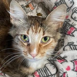 Glenda (Courtesy Posting), young, available for adoption