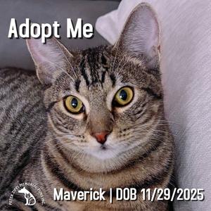 A tabby cat with green eyes and a white nose, looking directly at the camera. The text "Adopt Me" is written at the top, and "Maverick | DOB 11/29/2025" is written at the bottom. The cat is resting on a white surface.