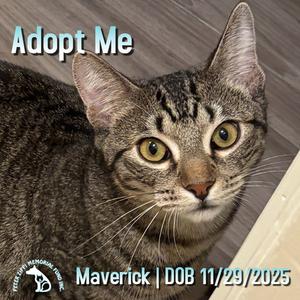 Maverick, kitten, available for adoption