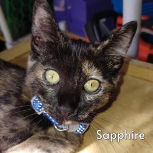 Sapphire (Courtesy Posting), kitten, available for adoption