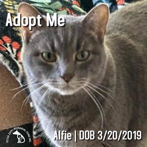 A gray cat with green eyes looking directly at the camera. The text "Adopt Me" is written in white at the top left corner, and "Alfie | DOB 3/20/2019" is written in white at the bottom right corner. The cat is sitting on a patterned blanket.
