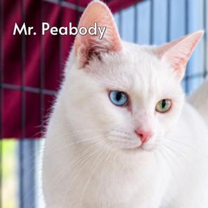 Mr Peabody (Courtesy Posting), adult, available for adoption
