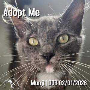 A close-up of a gray cat with yellow eyes and white whiskers, with the text "Adopt Me" at the top and "Munji | DOB 02/01/2026" at the bottom.