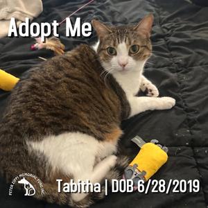 Tabitha, adult, available for adoption