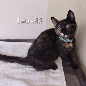 Emerald (Courtesy Posting), kitten, available for adoption