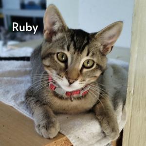 Ruby (Courtesy Posting), kitten, available for adoption