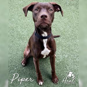 Piper, Retriever, Chocolate Labrador, adult, available for adoption