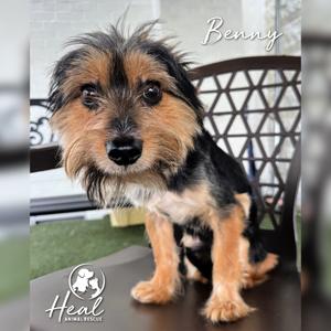 Benny, Terrier, adult, available for adoption