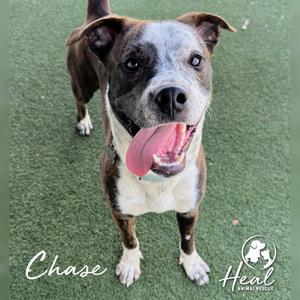 A photograph of a brindle and white dog with its tongue hanging out, standing on a green surface.