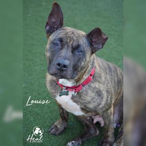 A dog named Louise