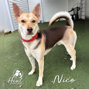 Nico, Mixed Breed (Medium), adult, available for adoption
