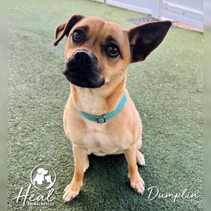 Dumplin, Pug, adult, available for adoption