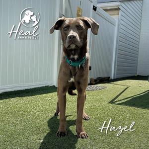 Hazel, Terrier, adult, available for adoption