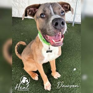 Dawson, Shepherd, adult, available for adoption