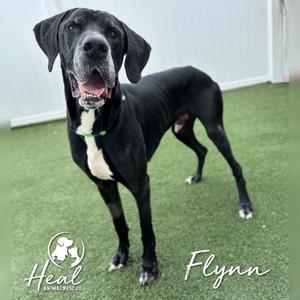 Flynn, Great Dane, adult, available for adoption