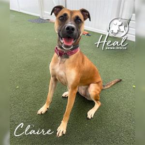 A brown dog with floppy ears and a red collar sits on a green surface. Text on the image reads "Claire" and "Heal Animal Rescue."