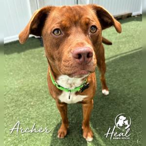 Archer, Terrier, adult, available for adoption