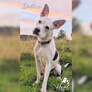 Dottie, Terrier, Pit Bull, adult, available for adoption