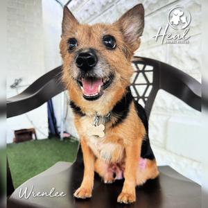 Wrenlee, Terrier, senior, available for adoption