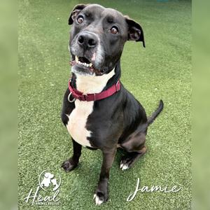 A black and white dog with a maroon collar sitting on green turf, with the name Jamie and a rescue logo visible.