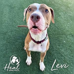 A brown and white dog with blue eyes is sitting on green grass, looking up with its mouth open. The dog is wearing a red collar. The name 'Levi' is written in cursive on the right side of the image, and the logo for 'Heal Animal Rescue' is in the bottom left corner.
