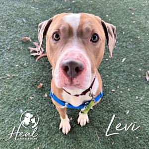 A tan and white pit bull mix dog named Levi is sitting on a green surface with a blue harness and a green leash attachment.