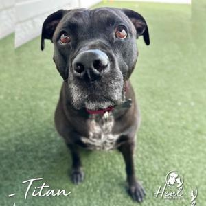 A black dog with a red collar is sitting on a green artificial turf surface, looking directly at the camera. The dog has a white patch on its chest and the name "Titan" is written in cursive at the bottom left corner of the image. The logo of "Heal" is visible in the bottom right corner.