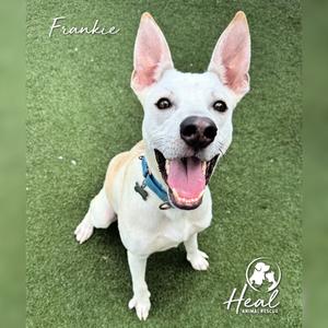A white dog with black eyes and nose, wearing a blue collar, sitting on green grass. The dog has its mouth open and tongue out, appearing happy. The name "Frankie" is written in the top left corner, and the logo "Heal Animal Rescue" is in the bottom right corner.