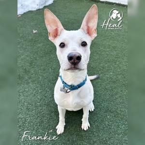 A white dog named Frankie sits on a green surface. The dog has large ears, a blue collar, and its name is written in cursive at the bottom of the image. A logo for "Heal Animal Rescue" is in the top right corner.