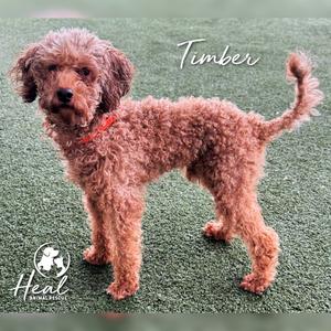A brown poodle dog named Timber standing on a green artificial turf field.