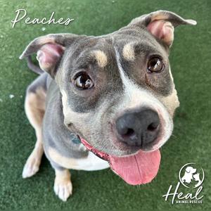 A close-up of a dog with a gray and white face, brown eyes, and a pink tongue sticking out. The dog is sitting on green grass. The text "Peaches" is written in the top left corner, and the logo for "Heal Animal Rescue" is in the bottom right corner.