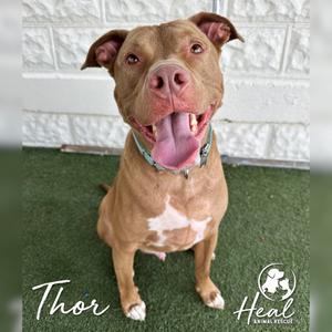 Thor, Terrier, Pit Bull, adult, available for adoption