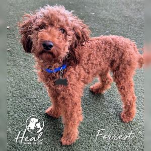 Forrest, Poodle, Miniature, adult, available for adoption