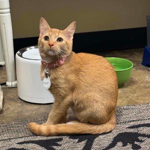 An orange tabby cat wearing a pink collar with a tag, sitting on a patterned rug next to a white pet water fountain and a green bowl.