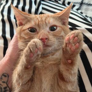 Bok Choy, kitten, available for adoption